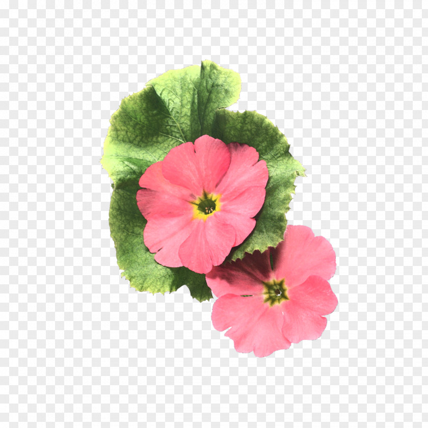 Flower Painting Petal PNG