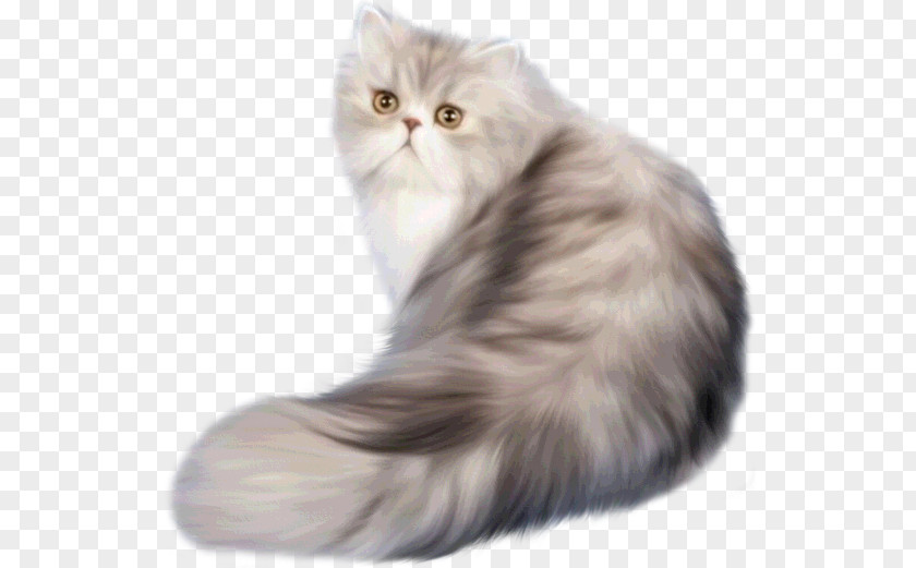 MASCOTAS Persian Cat Classic Himalayan Russian Blue Kitten PNG