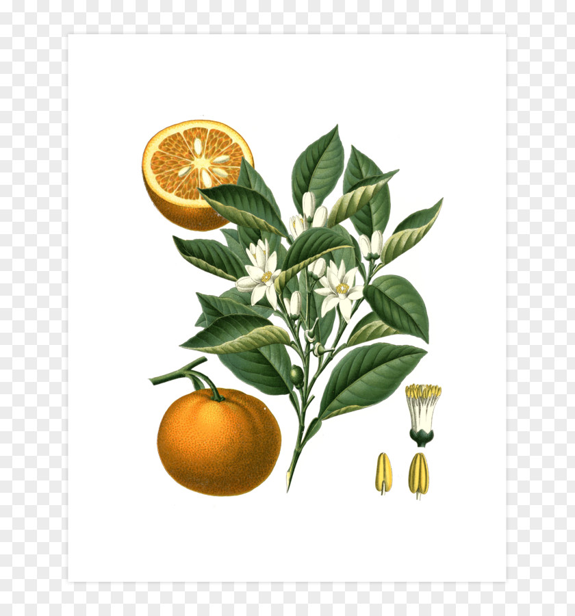 Orange Bitter Citrus × Sinensis Botany Illustration PNG