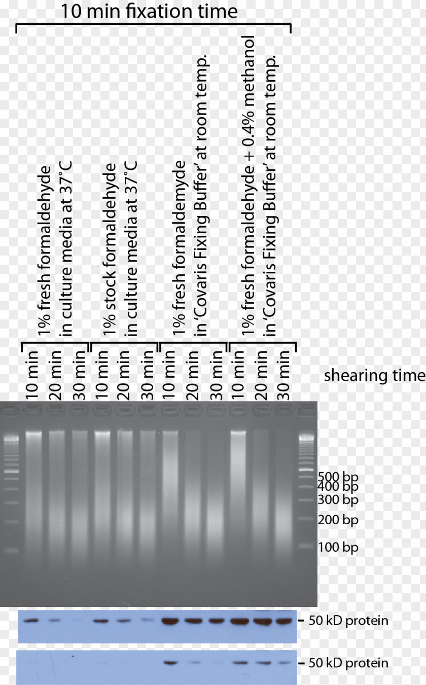Shearing Sonication Covaris, Inc. Chromatin ChIP-sequencing DNA PNG