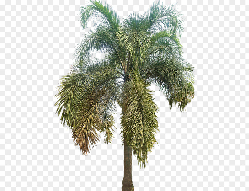 Tree Asian Palmyra Palm Arecaceae Wodyetia PNG