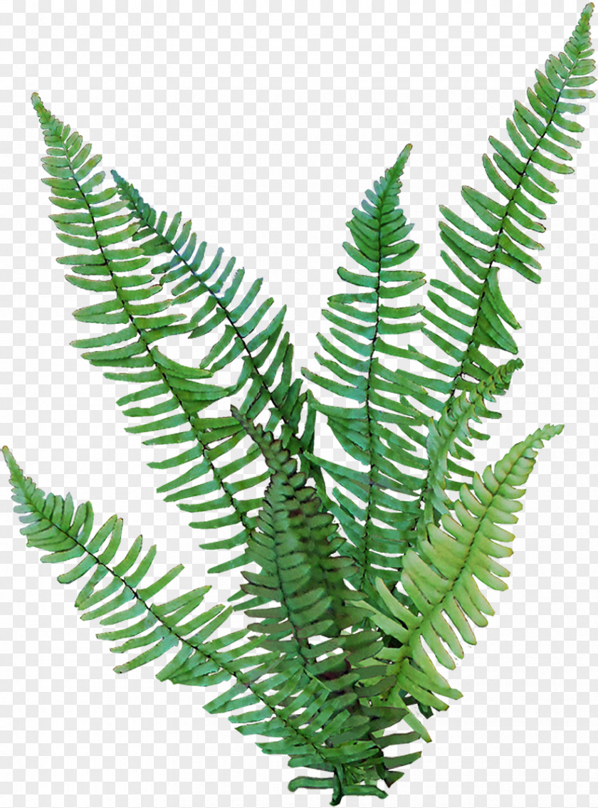 Tropical Shrubs PNG shrubs clipart PNG