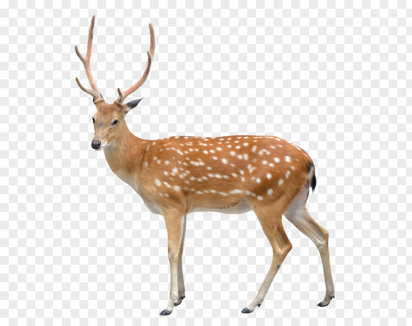 Deer Sika Stock Photography Clip Art PNG