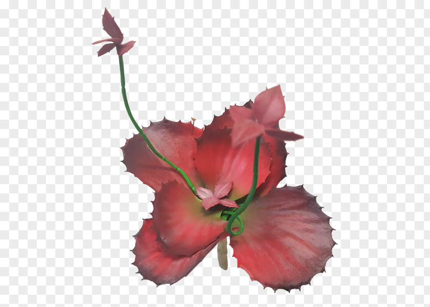 Echeveria Hibiscus Petal Family Plant Stem P!nk PNG