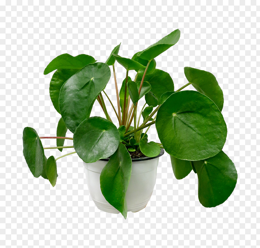Food Basil Flower Leaf Plant Kaffir Lime Houseplant PNG