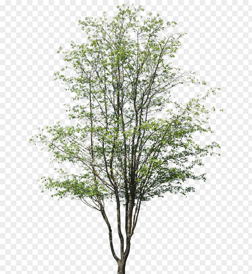 Deciduous Architectural Drawing Architecture Building Tree PNG