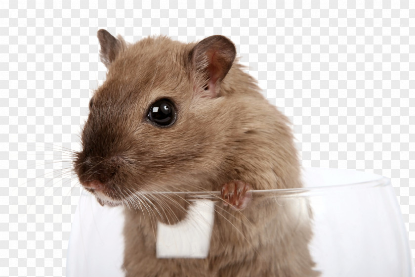 Rat & Mouse Gerbil Rodent Pest Control PNG
