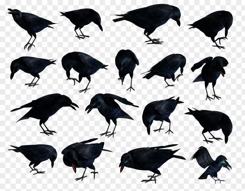 Crow Symbol American Common Raven Clip Art JPEG PNG