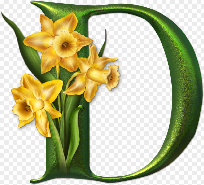 Daffodil Letter Alphabet Flower Photography PNG