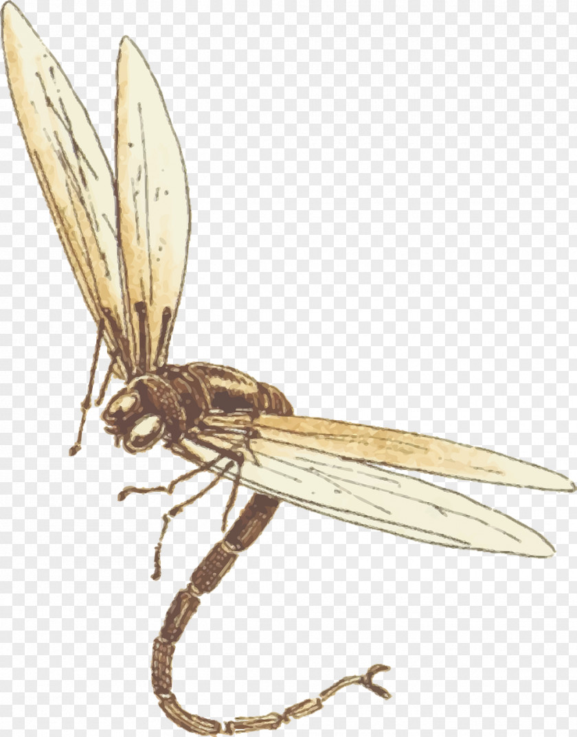 Flying Dragonfly Insect Clip Art PNG