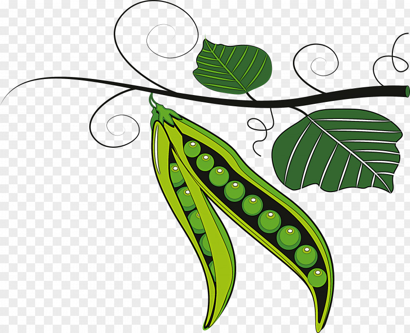 Leaf Green Plant Pea Legume PNG