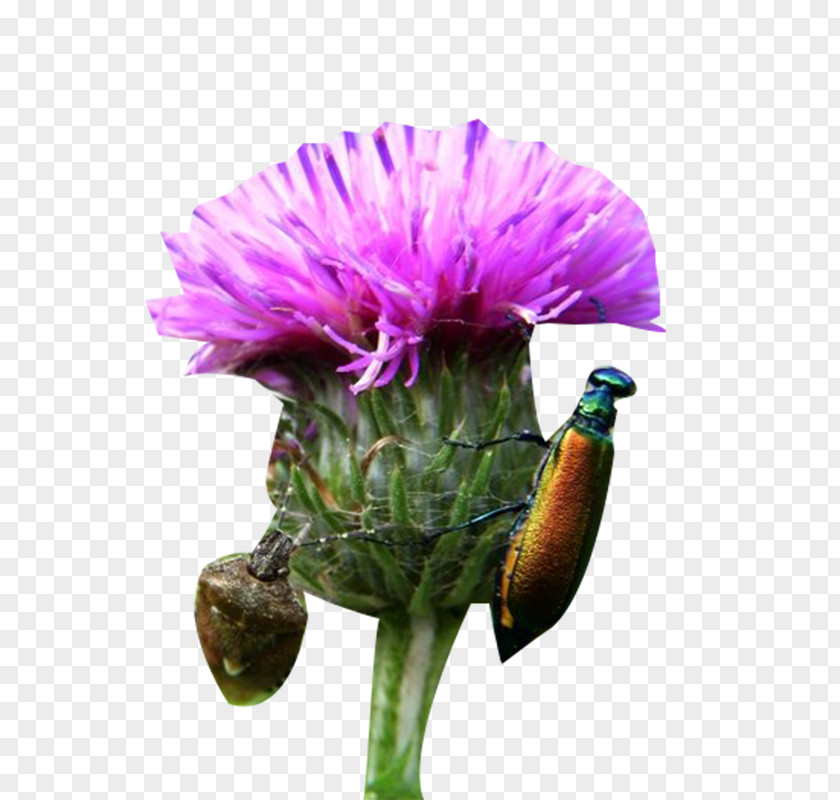 Milk Thistle And Bug Image Material Insect Plant PNG