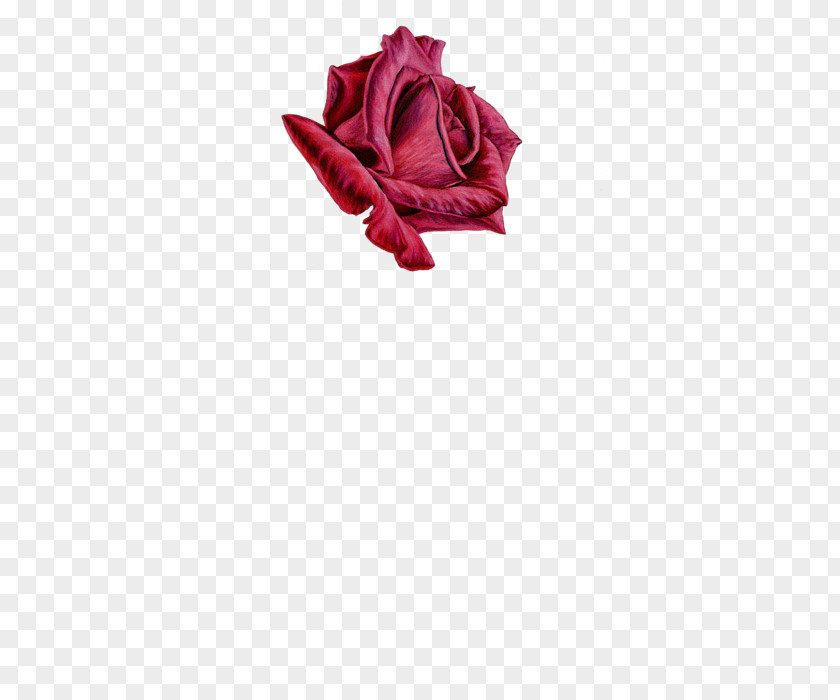 Sarah Garden Roses Cut Flowers Petal PNG