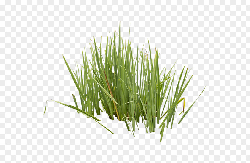 Aquatic Plants Vetiver Wheatgrass Sweet Grass Commodity Herb PNG