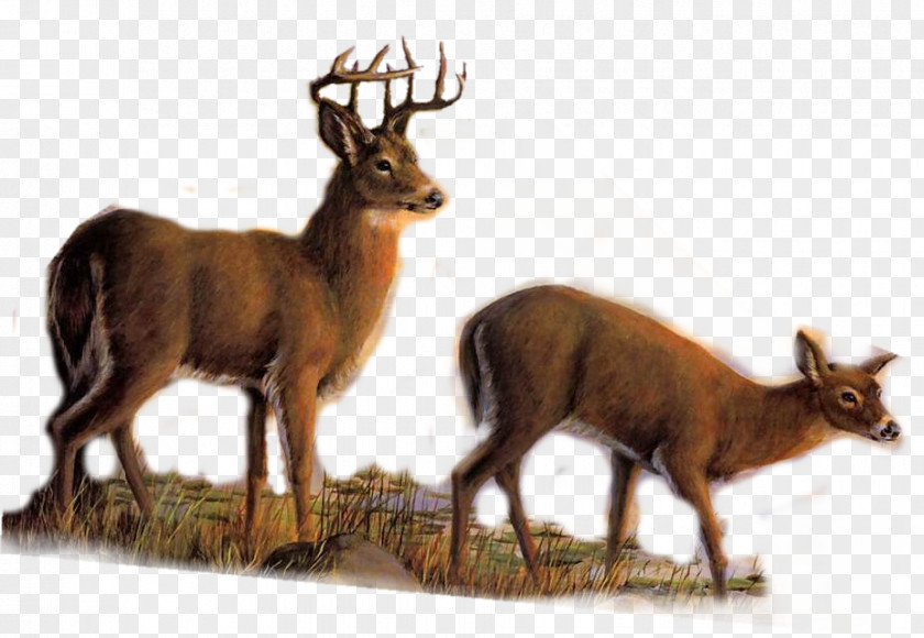 Deer Elk White-tailed Reindeer Roe PNG