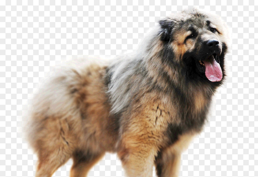 Shep Estrela Mountain Dog Caucasian Shepherd Sarplaninac Breed Leonberger PNG