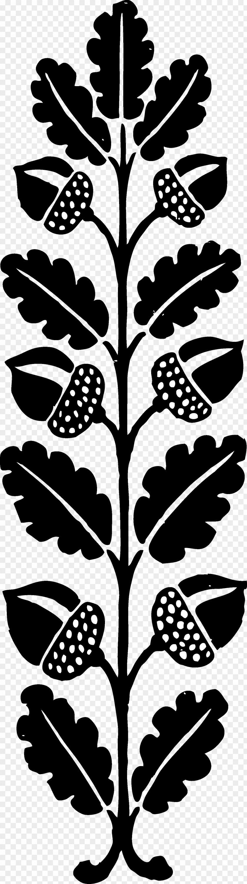 Acorn Black And White Clip Art PNG
