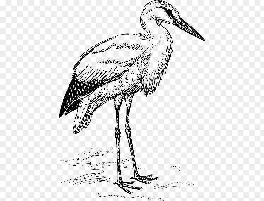 Bird White Stork Heron Clip Art PNG