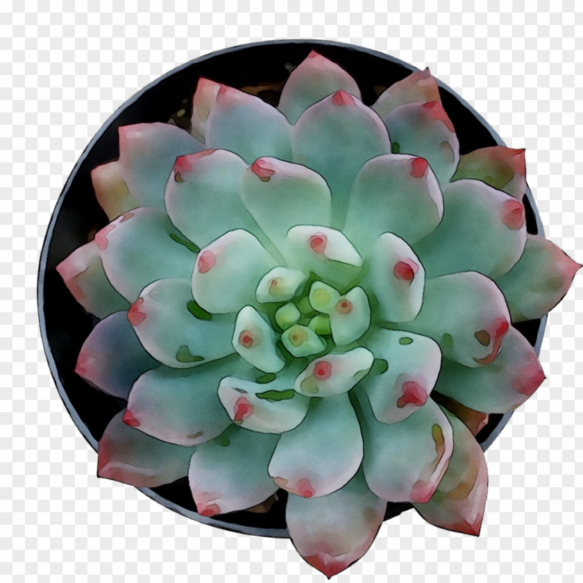 Flower PNG