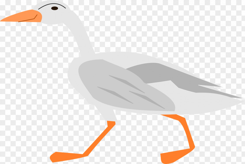 Goose Duck Water Bird Vertebrate PNG