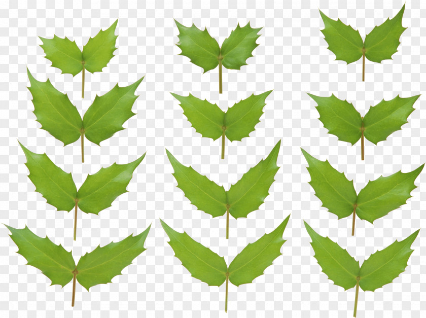 Green Leaf PNG