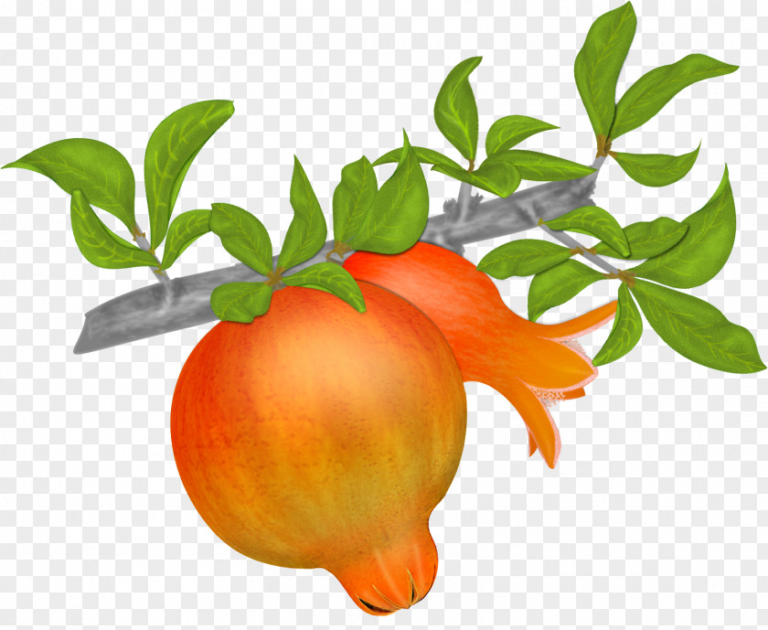 Pomegranate Mandarin Orange Tangerine Clementine PNG