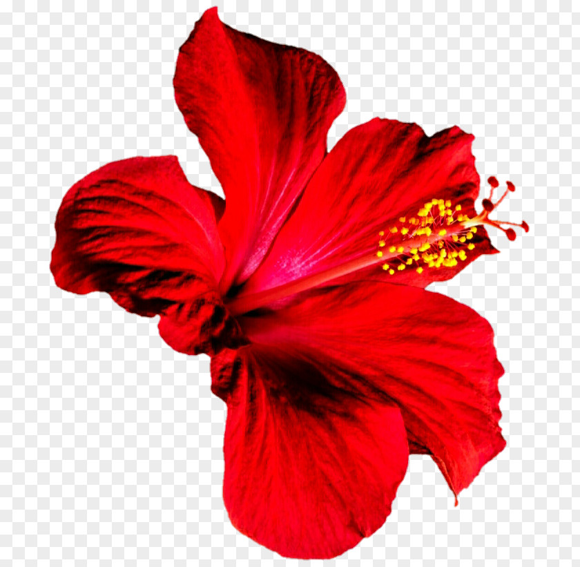 Red Hibiscus Shoeblackplant Rosemallows PNG