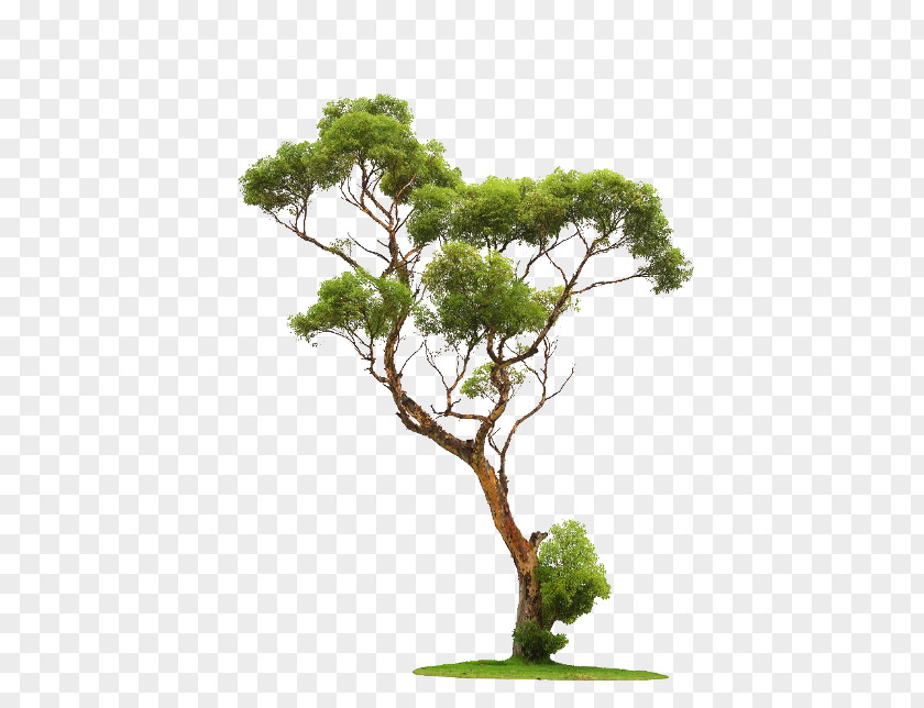 Tree Clip Art PNG