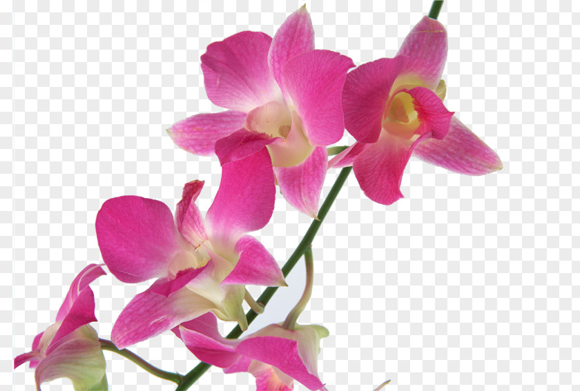 Women,Flowers,Fresh Cooktown Orchid Flower U30c7u30f3u30d5u30a1u30ecu7cfb Orchids U6d0bu30e9u30f3 PNG