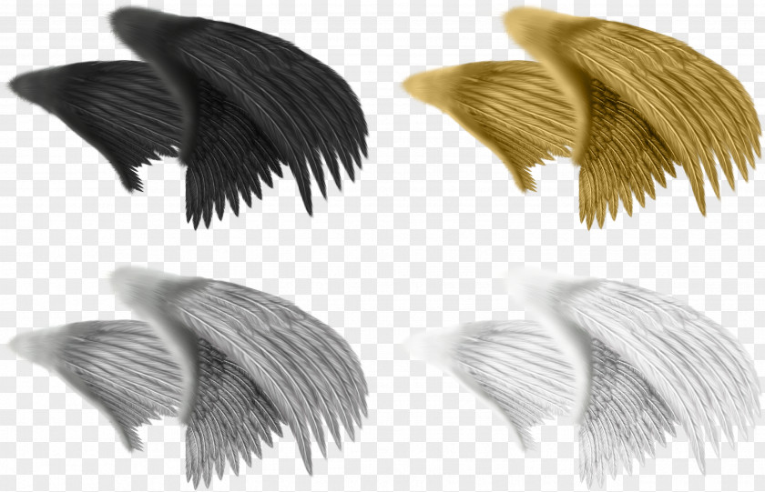Black Wings Drawing Animation Feather PNG