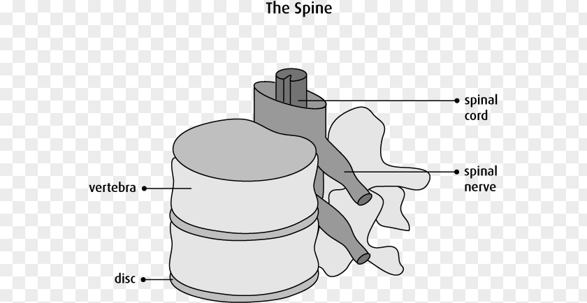 Cancer Cell Details Vertebral Column Spinal Cord Anatomy Cervical Vertebrae Nervous System PNG