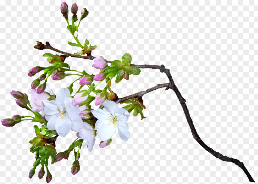 Cherry Blossom Flower Animation PNG