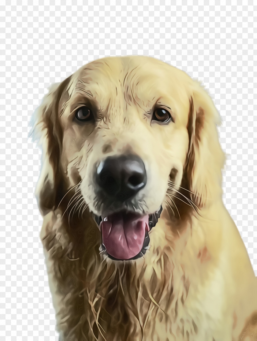 Companion Dog Sporting Group Breed Golden Retriever PNG
