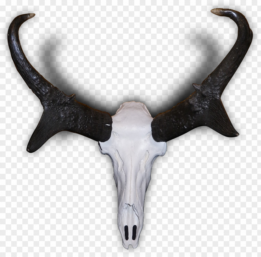Horns Pronghorn Antelope Elk Antler PNG