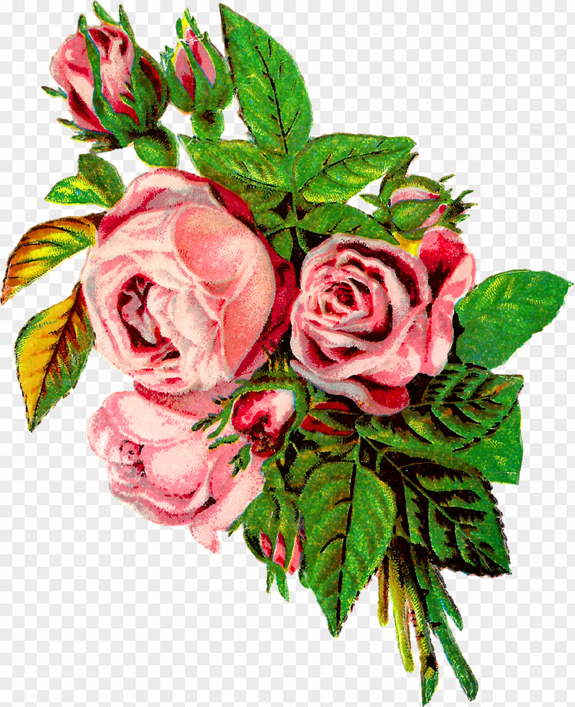 Hybrid Tea Rose Petal Pink Flowers Background PNG