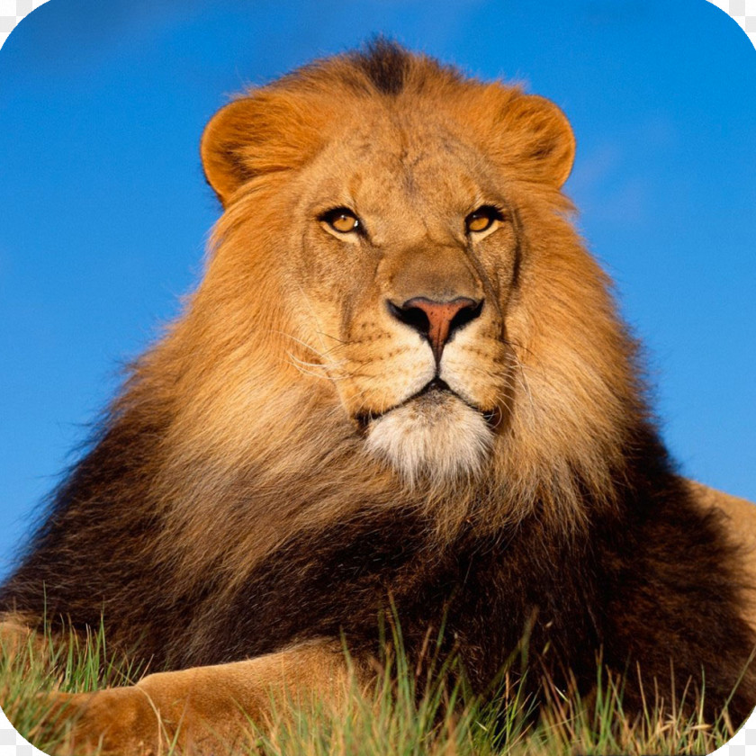Lion Lionhead Rabbit Cat Desktop Wallpaper Roar PNG