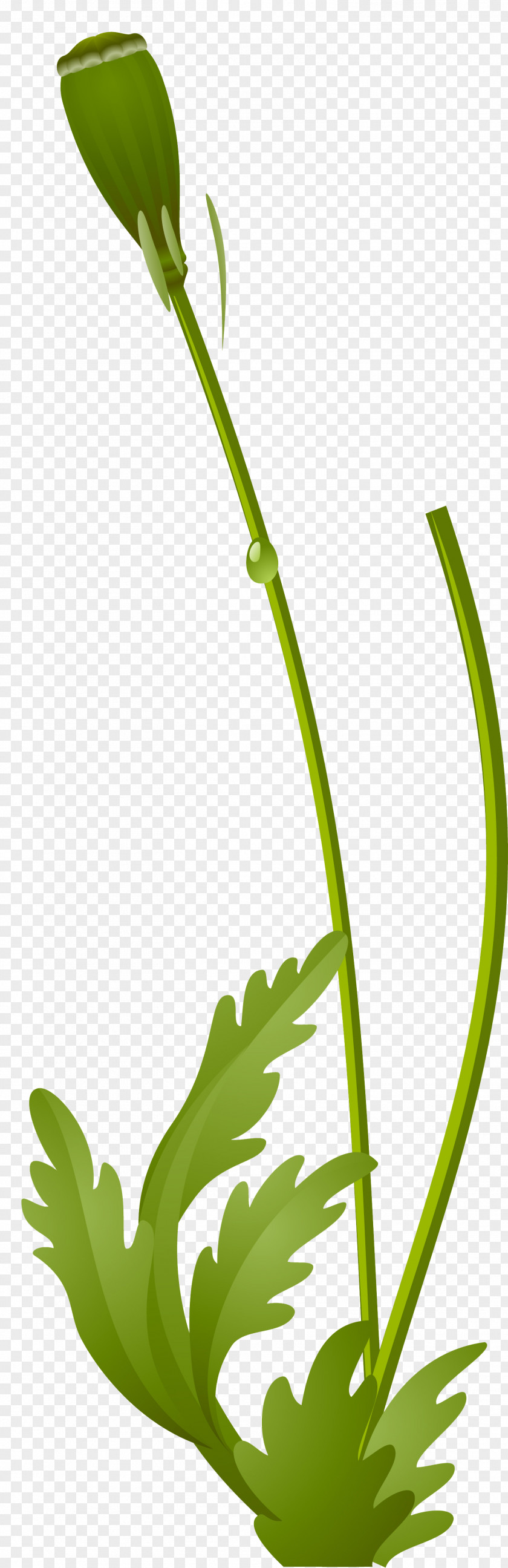 Poppy Clipart Flower Plant Stem Clip Art PNG