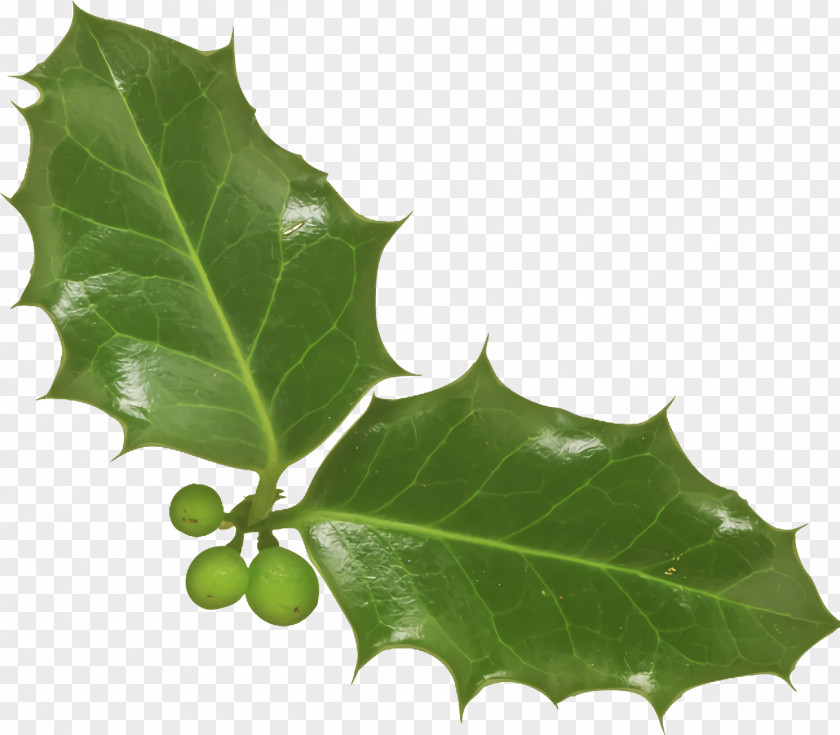 Scarlet Oak Woody Plant Christmas Holly Ilex PNG