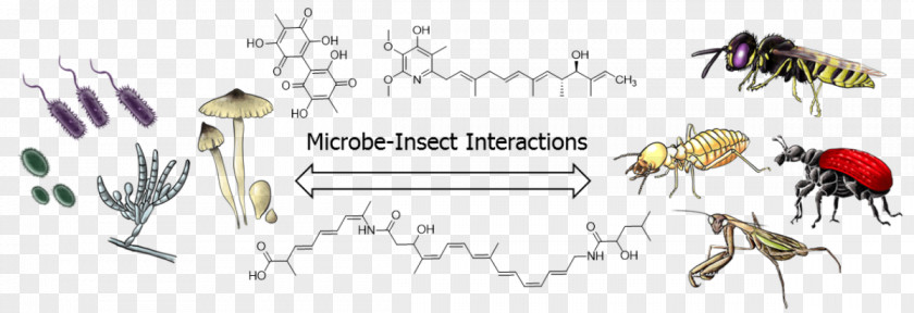 Abstract Figures Insect Microorganism Microbial Interactions Natural Product Plant-microbe PNG