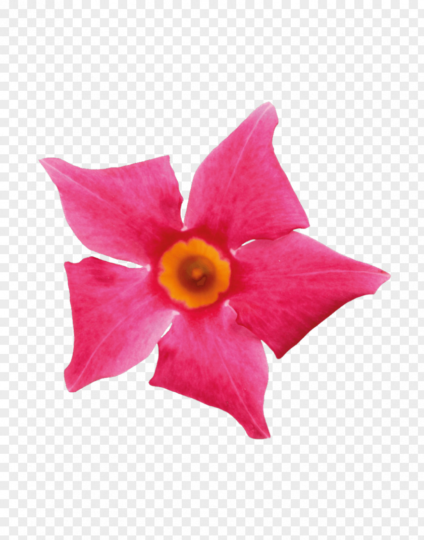 Coral Collection Petal Flower Pink Rocktrumpet PNG