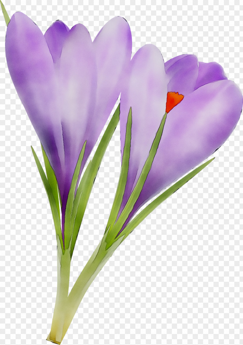 Crocus M / 0d Plant Stem Saffron Cut Flowers PNG