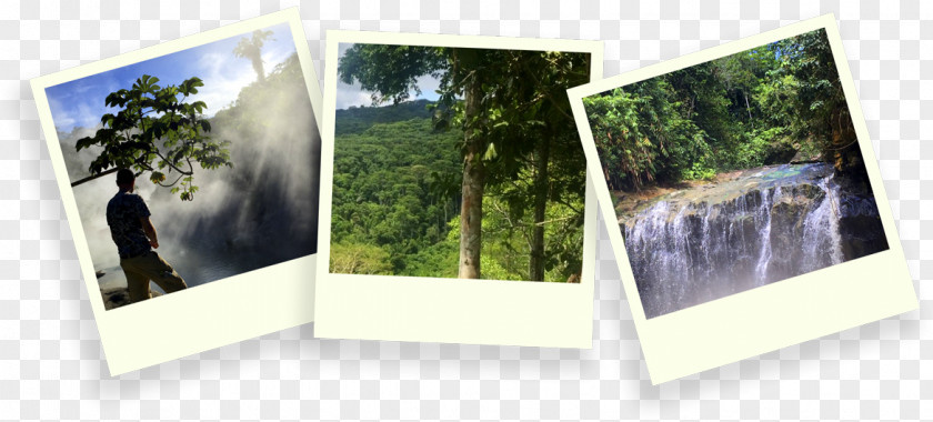 Frame Jungle Photographic Paper Picture Frames Photography PNG
