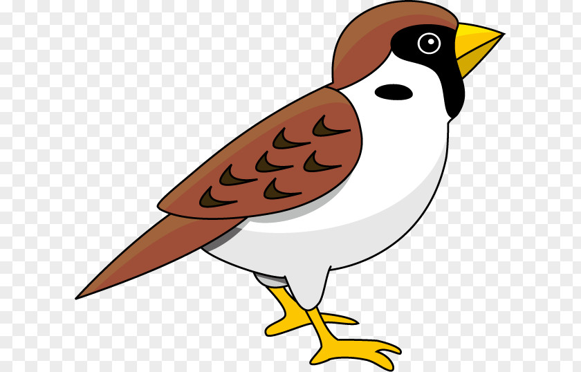 Sparrow Eurasian Tree Bird Clip Art PNG