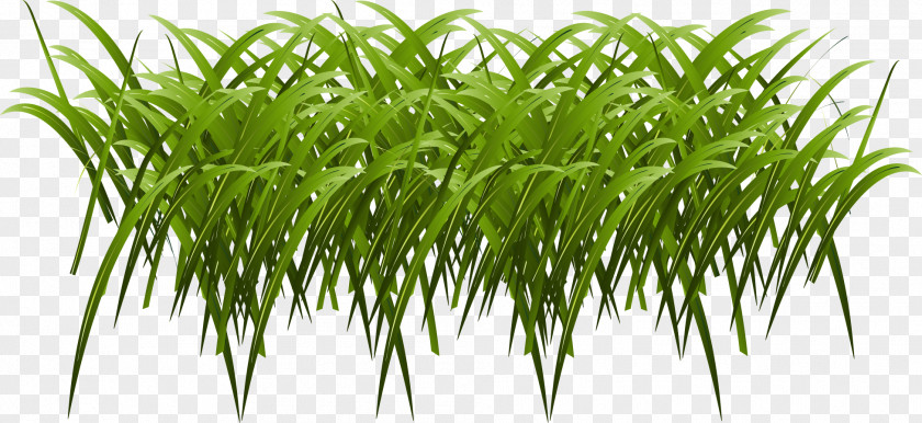 Vector Painted Grass Euclidean Download Computer File PNG