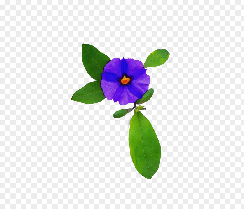 Wheel Viola Violet Purple Flower Petal Plant PNG