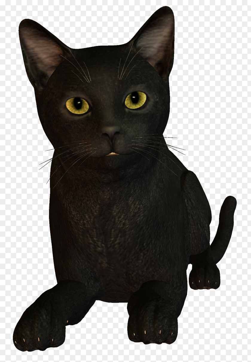 Witch Cat Bombay Burmese Korat Black PNG