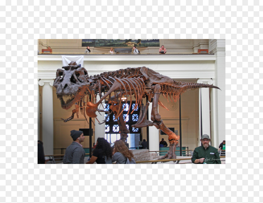 Dinosaur Tyrannosaurus Field Museum Of Natural History Sue PNG