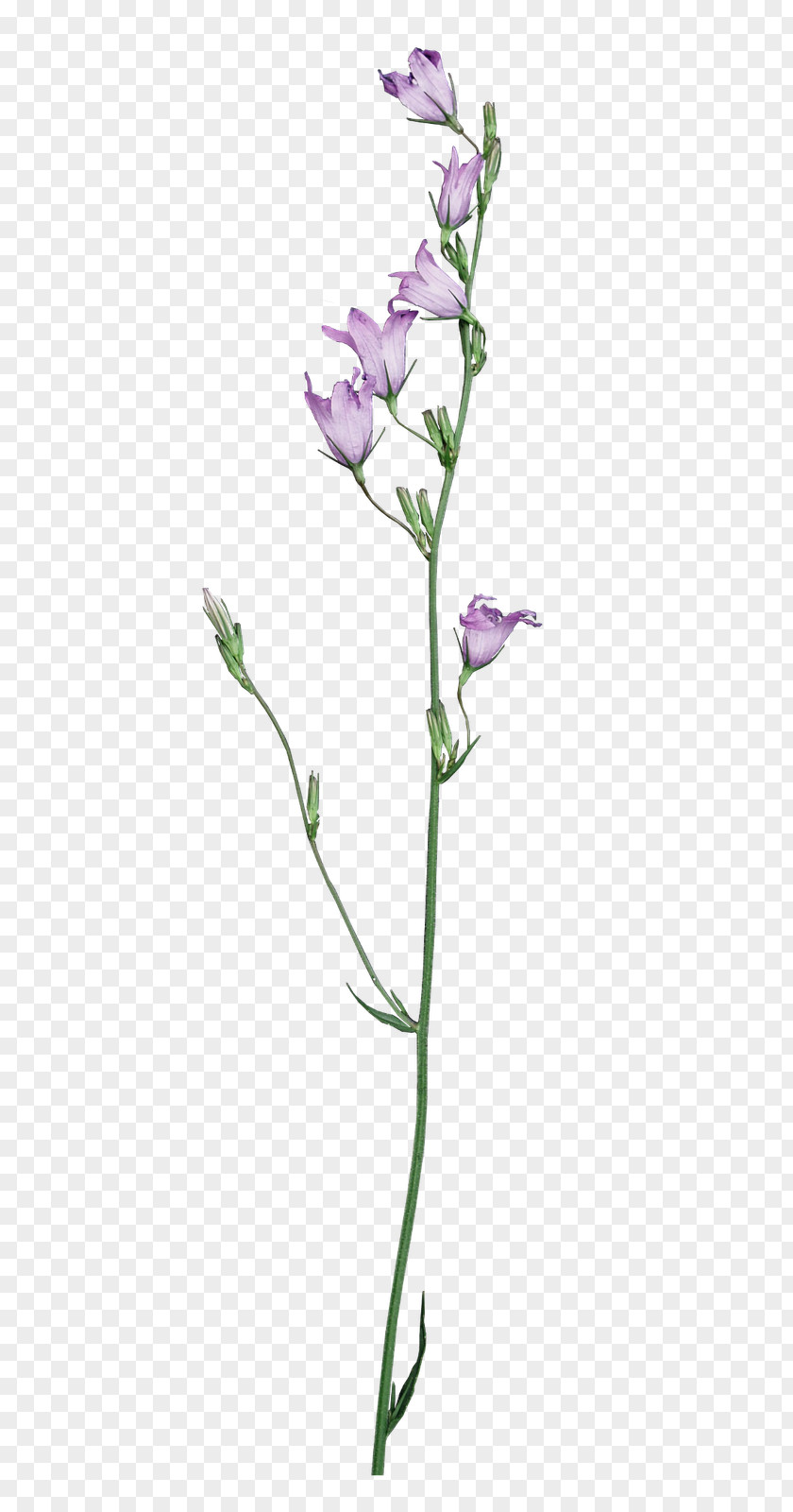 Kiss Me Cut Flowers Plant Stem Flora Idea PNG