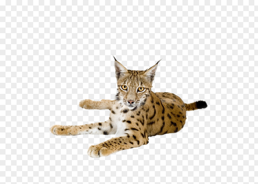 Lynx Eurasian Felidae Bobcat Wildcat PNG