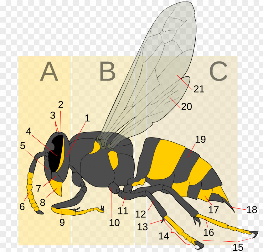 Wasp Hornet Bee Insect Yellowjacket PNG